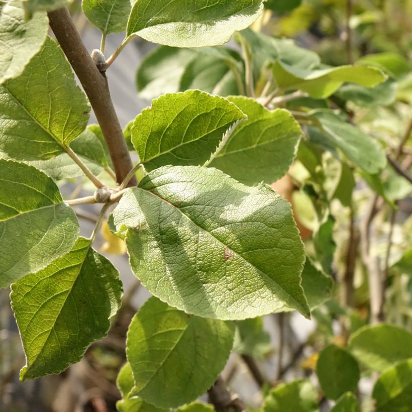 Pommier Double Belle Fleur (Foliage)