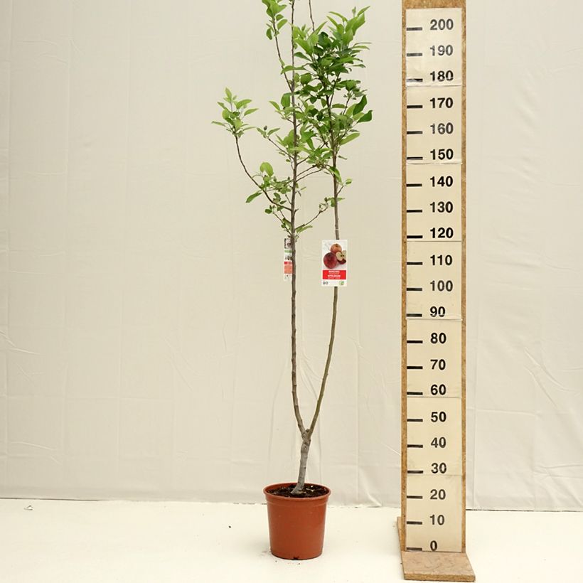 Spécimen de Pommier Duo Gala et Golden Delicious Pot de 7,5L/10L tel que livré au printemps