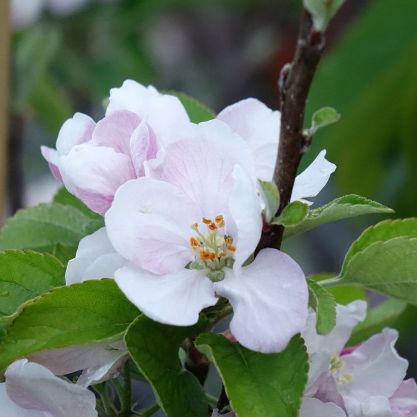 Pommier Elstar (Floraison)