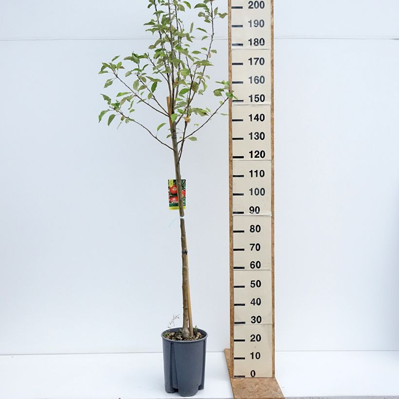 Spécimen de Pommier Elstar Pot de 7,5L/10L, Demi-Tige tel que livré en été