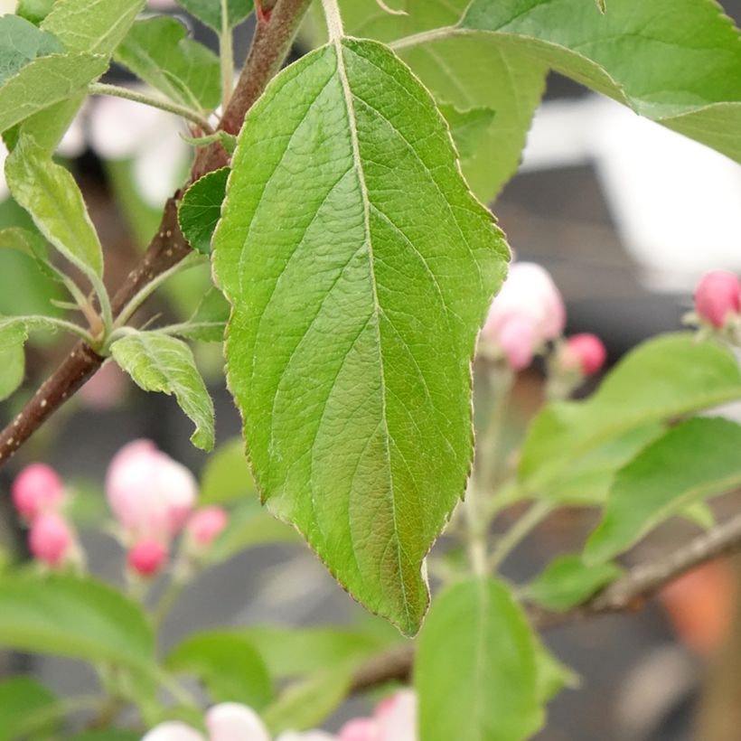 Pommier Gala (Feuillage)