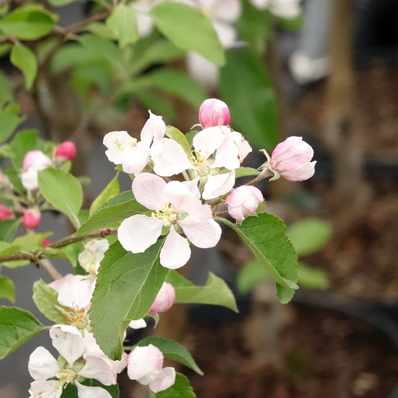 Pommier Gala (Floraison)