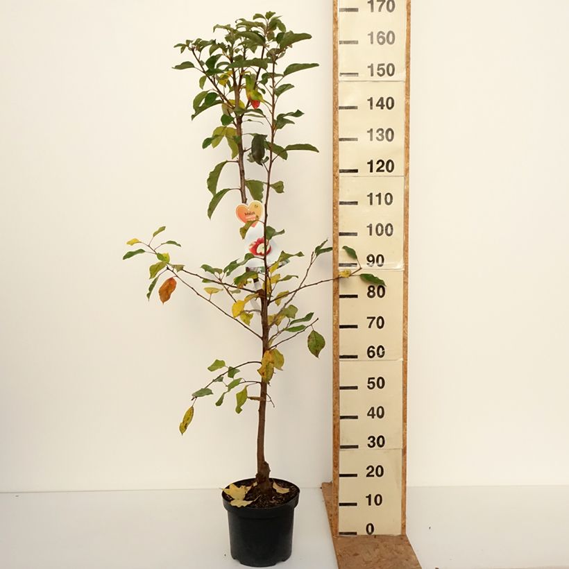 Spécimen de Pommier Gala Pot de 7,5L/10L, Gobelet tel que livré en automne
