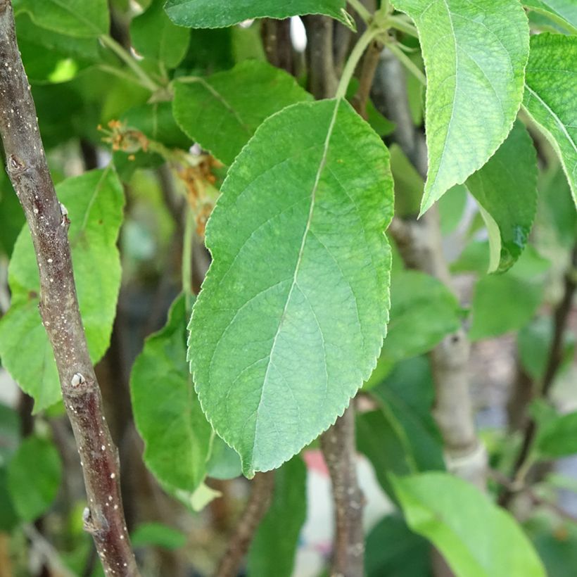 Pommier Gloster (Feuillage)