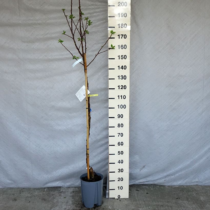 Spécimen de Pommier Golden Delicious Pot de 7,5L/10L, Demi-Tige tel que livré au printemps