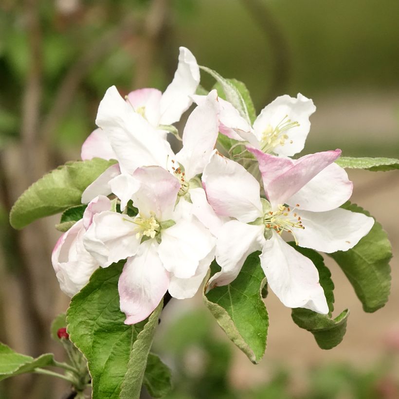 Pommier Granny Smith (Floraison)