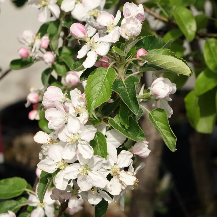 Pommier Idared - Malus domestica (Floraison)
