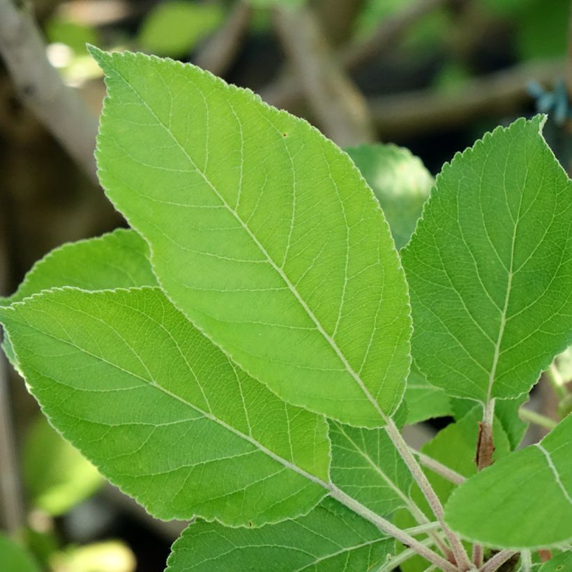 Pommier James Grieve (Feuillage)