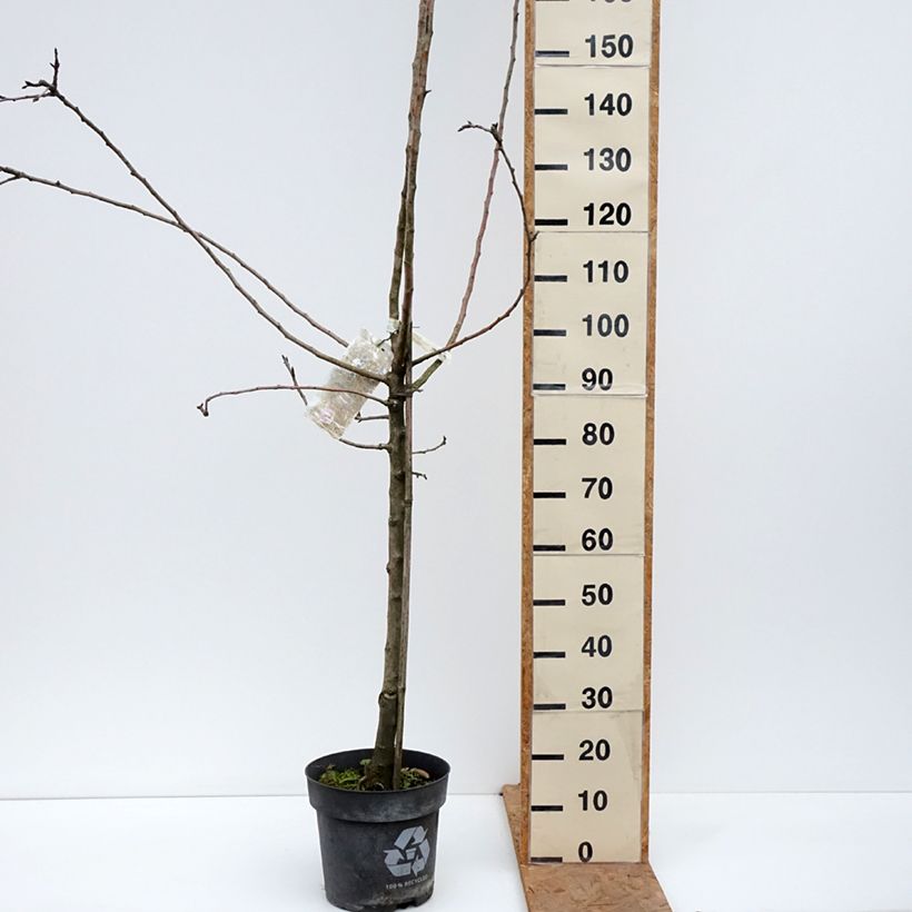 Spécimen de Pommier James Grieve Pot de 7,5L/10L, Gobelet tel que livré en automne