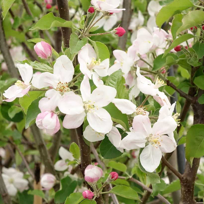 Pommier Jonagold (Floraison)