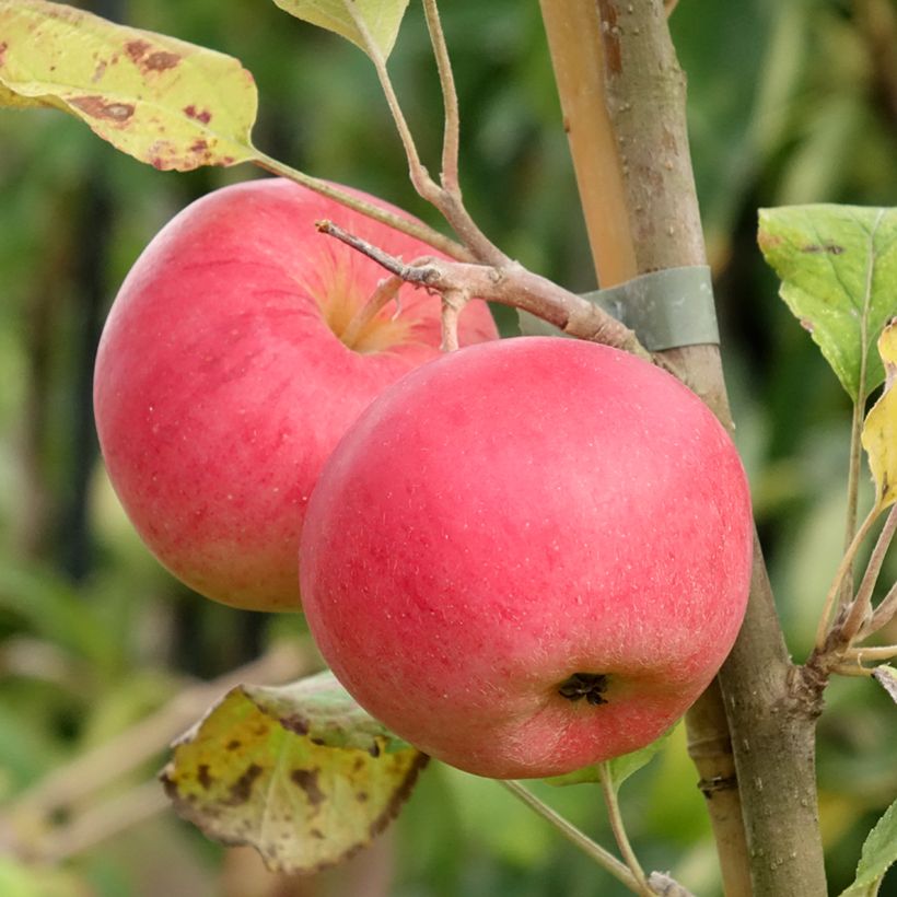 Pommier Kantówka Gdańska (Récolte)