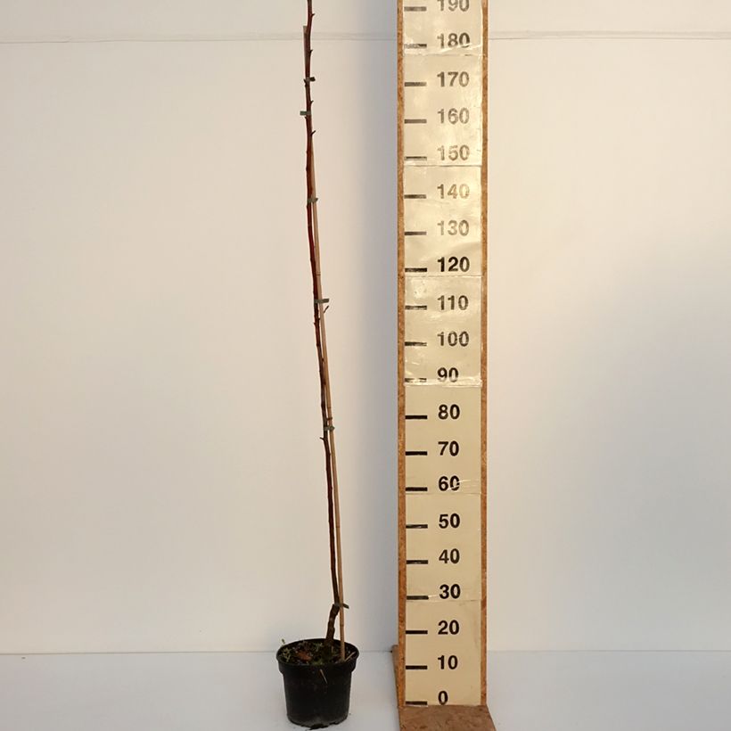 Spécimen de Pommier Kantówka Gdańska Pot de 4L/5L, Scion tel que livré en automne