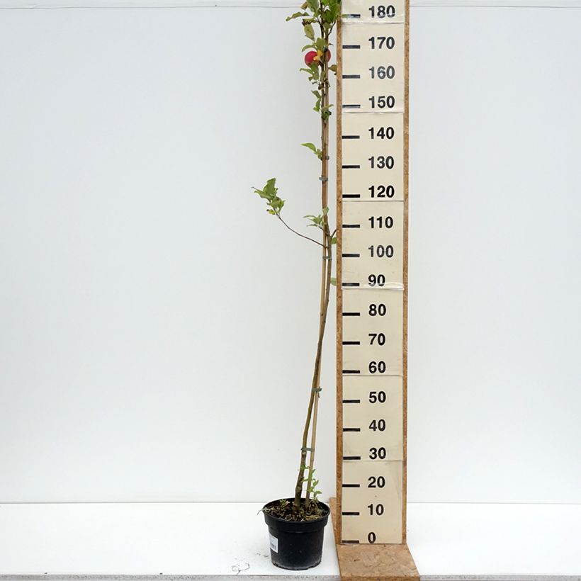 Spécimen de Pommier Kantówka Gdańska Pot de 4L/5L, Scion tel que livré en été