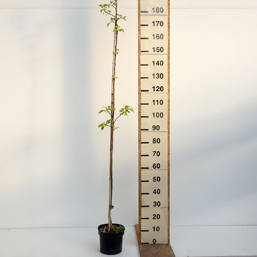 Spécimen de Pommier Kantówka Gdańska Pot de 4L/5L, Scion tel que livré au printemps