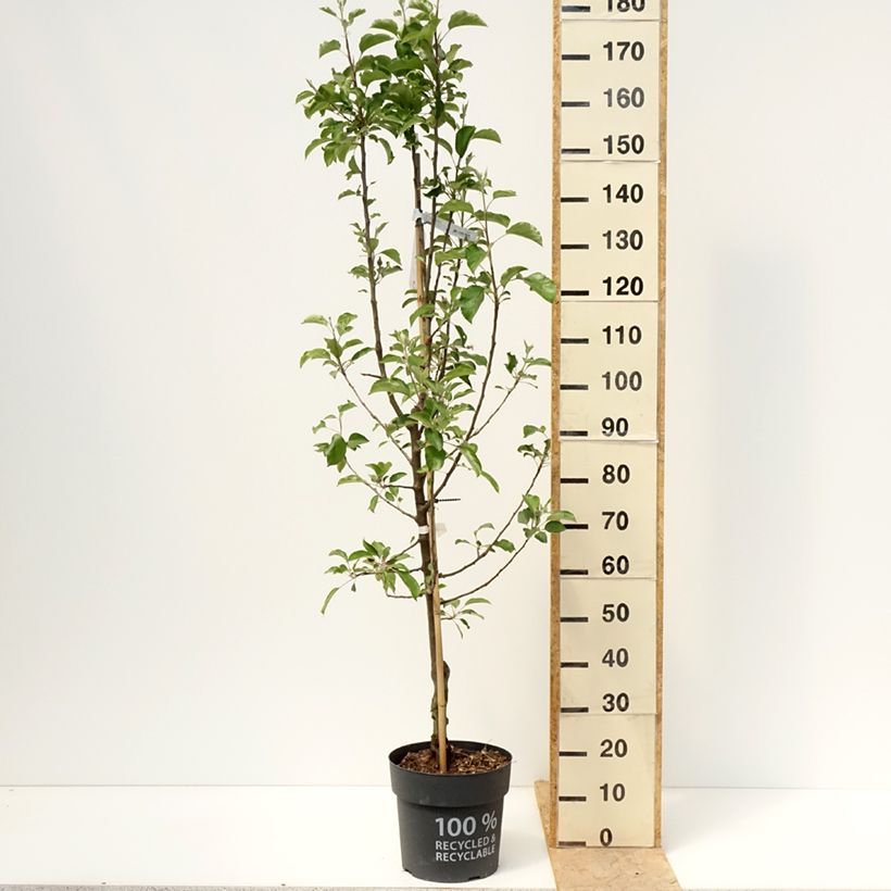 Spécimen de Pommier Karneval Pot de 7,5L/10L, Gobelet tel que livré au printemps