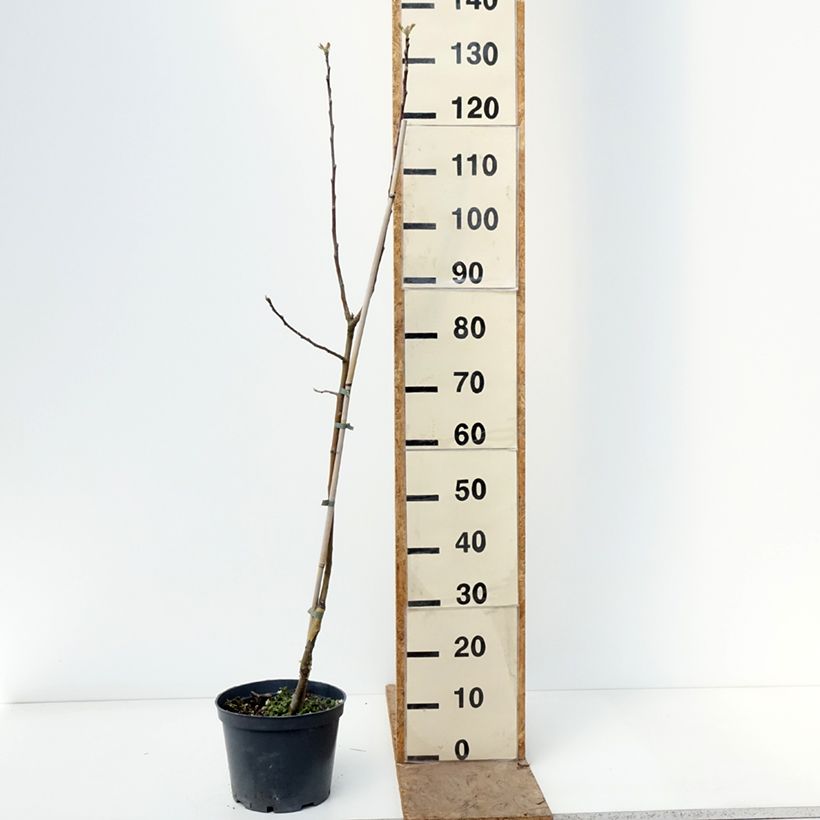 Spécimen de Pommier Kosztela Pot de 4L/5L, Scion tel que livré au printemps