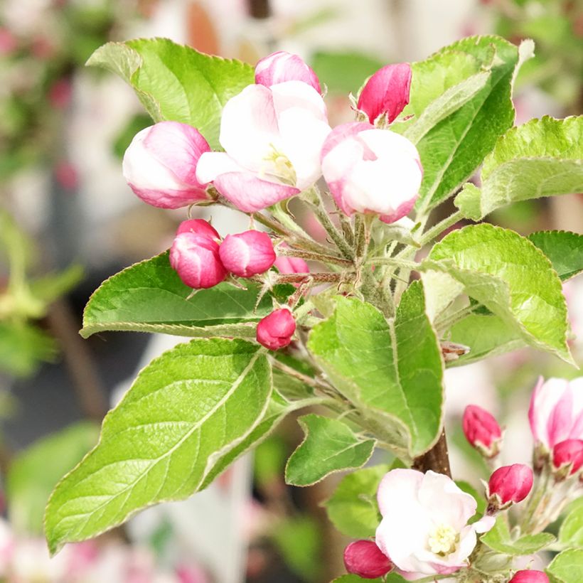 Pommier - Malus domestica Braeburn (Floraison)