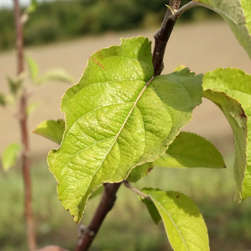 Pommier - Malus domestica Braeburn (Feuillage)