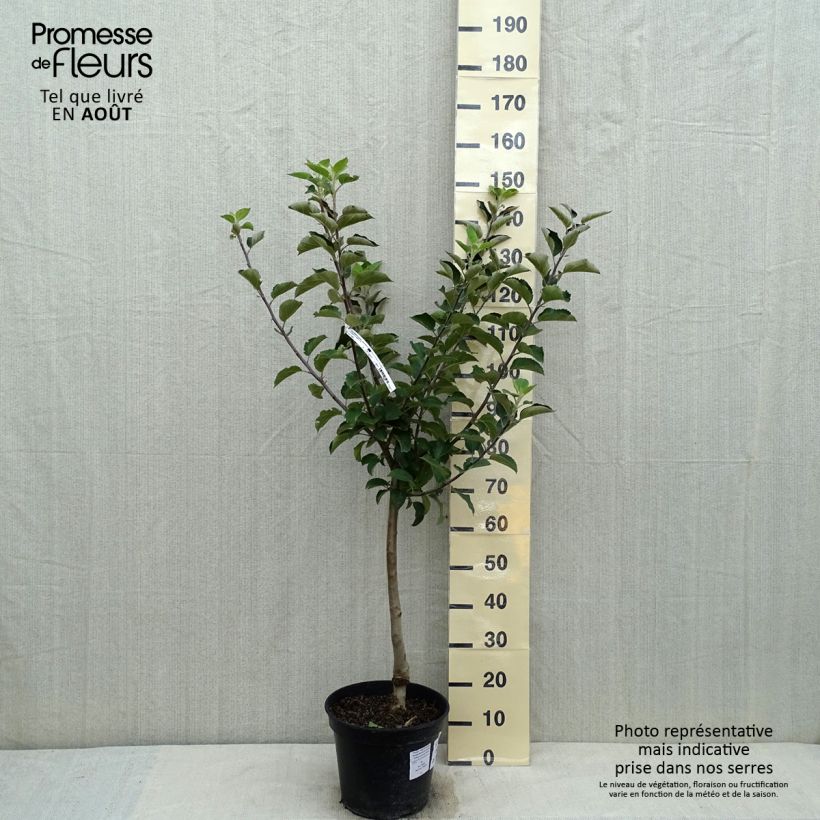 Spécimen de Pommier Reinette Blanche du Canada Pot de 7,5L/10L, Gobelet tel que livré en été