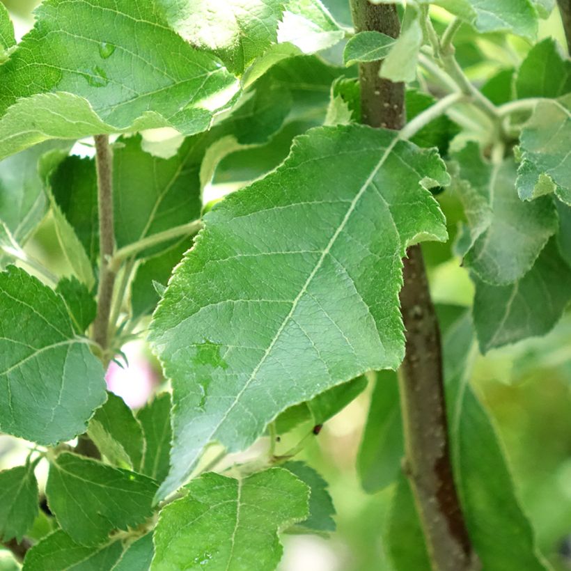 Pommier Melrose (Feuillage)