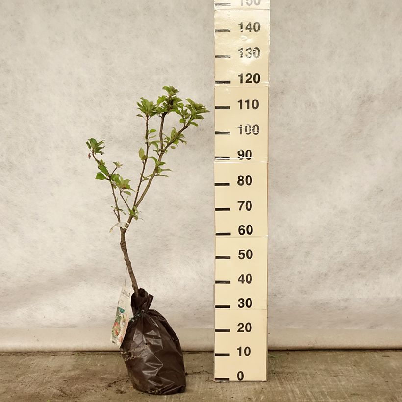 Spécimen de Pommier nain Croquella - Georges Delbard Motte "Prêt-à-planter", 1/4 de tige, Tronc de 30/40cm tel que livré en été