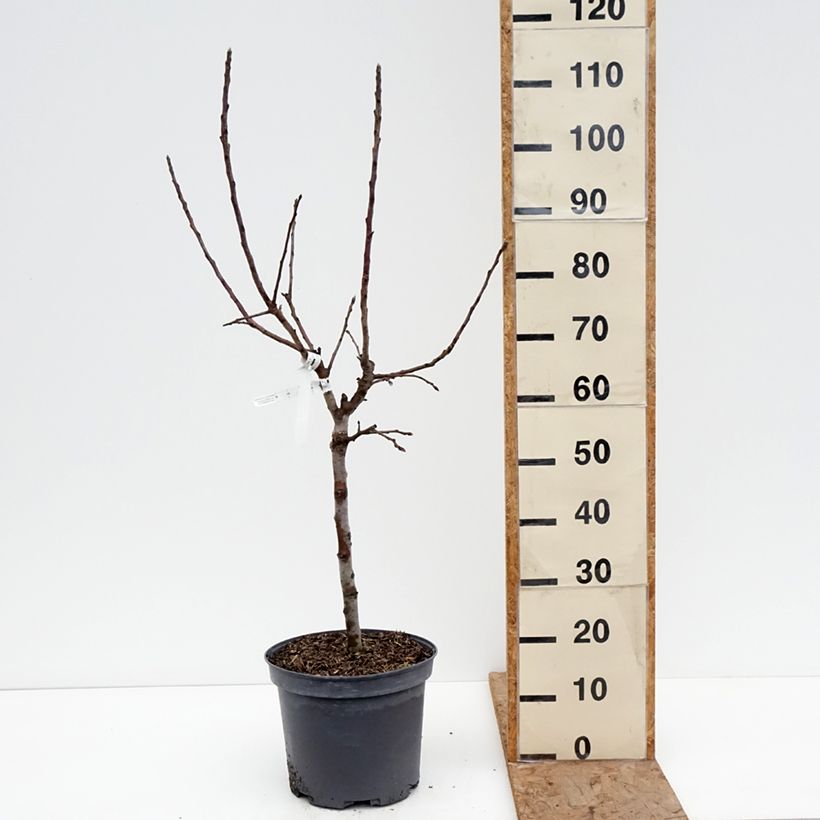 Spécimen de Pommier nain Croquella - Georges Delbard Pot de 7,5L/10L, 1/4 de tige tel que livré en hiver