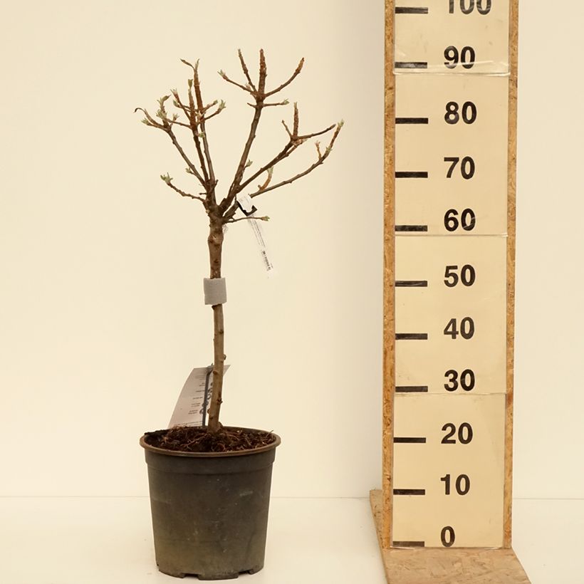 Spécimen de Pommier nain Delicado Pot de 7,5L/10L, 1/4 de tige, Tige de 30 cm tel que livré au printemps