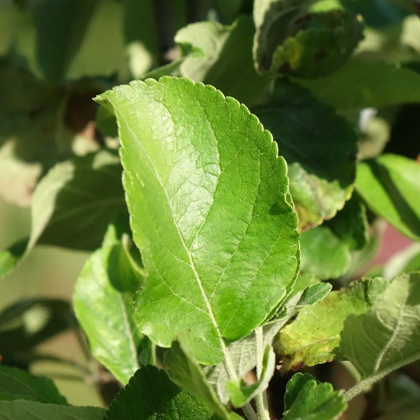 Pommier nain Delicado (Feuillage)