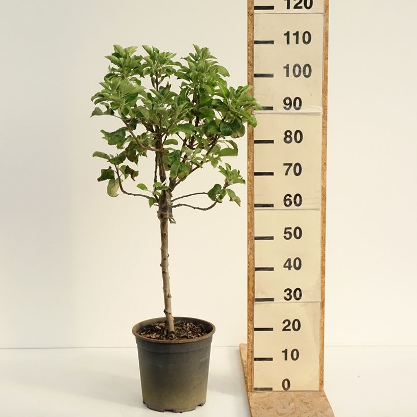 Spécimen de Pommier nain Delicado Pot de 7,5L/10L, 1/4 de tige, Tige de 30 cm tel que livré en été