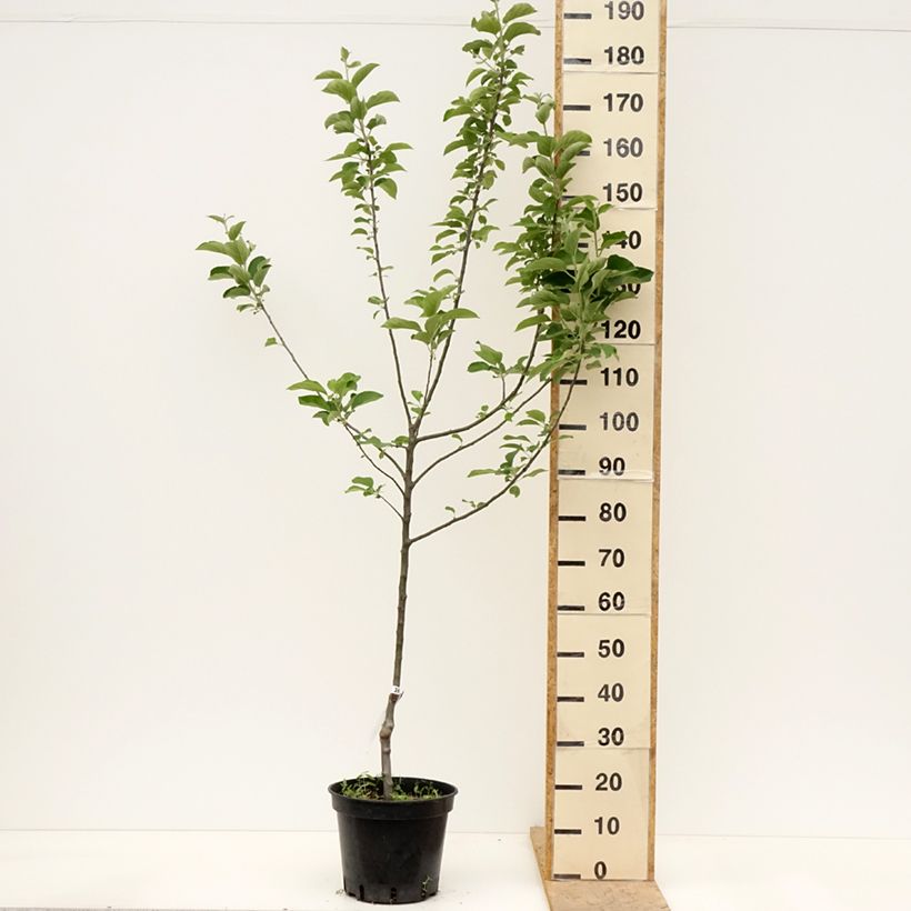 Example of Pommier Reine des Reinettes Pot de 7,5L/10L, Gobelet as you get in printemps