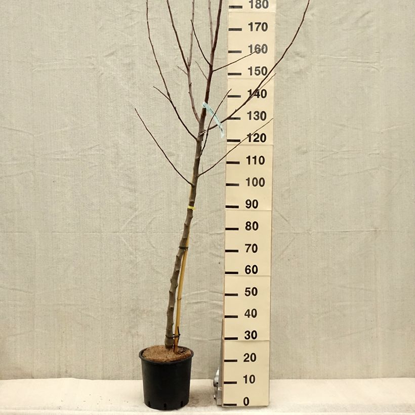 Spécimen de Pommier Reinette Blanche du Canada Pot de 7,5L/10L, Demi-Tige tel que livré au printemps