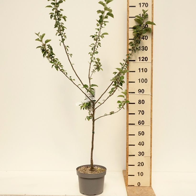 Spécimen de Pommier Reinette Blanche du Canada Pot de 7,5L/10L, Gobelet tel que livré au printemps