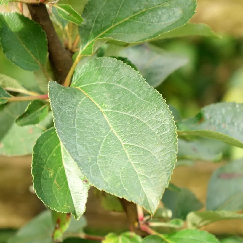 Pommier Reinette Clochard (Foliage)