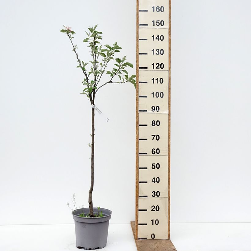 Spécimen de Pommier Reinette de Brive Pot de 7,5L/10L, Gobelet tel que livré au printemps