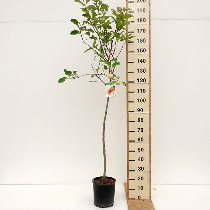 Spécimen de Pommier Royal Gala Pot de 7,5L/10L, Demi-Tige tel que livré en été