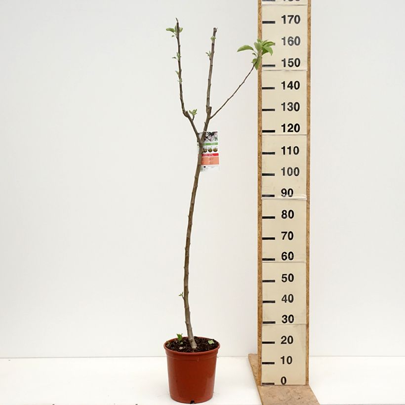 Spécimen de Pommier Starking Delicious Pot de 7,5L/10L, Demi-Tige tel que livré au printemps