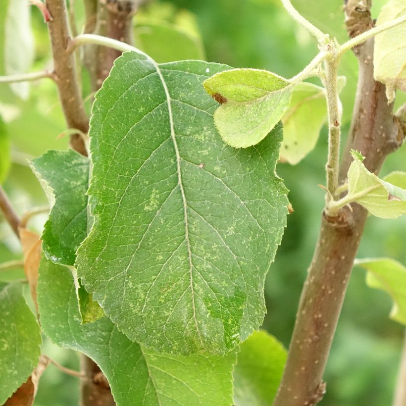 Pommier Starking Delicious (Feuillage)