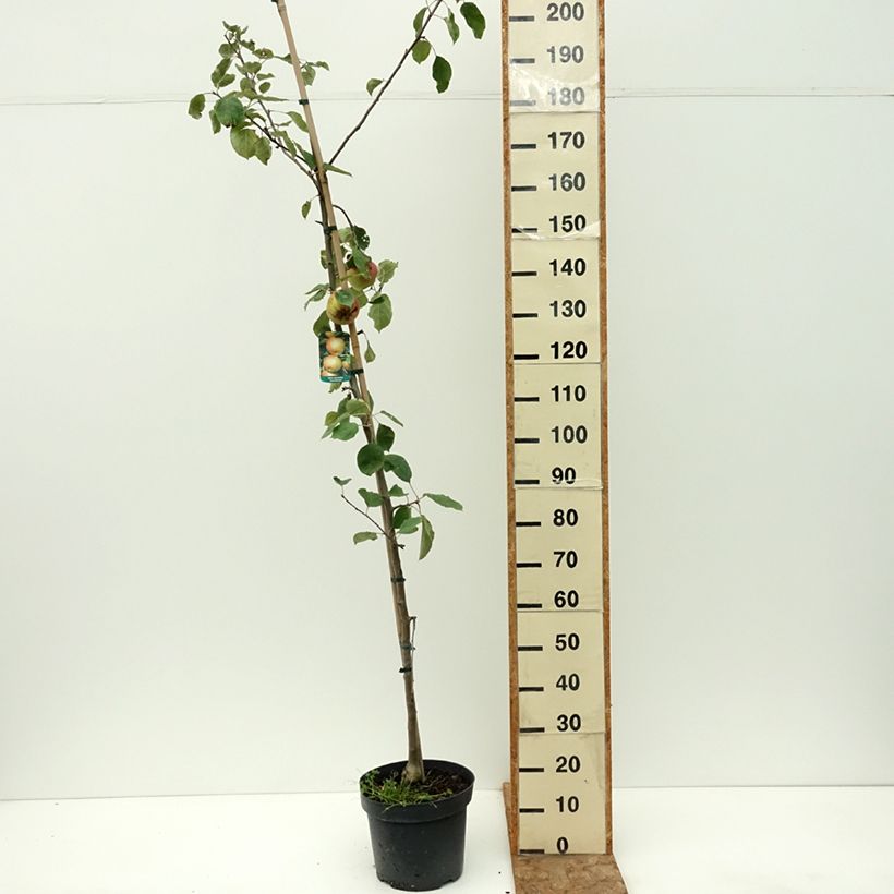 Spécimen de Pommier Szara Reneta Pot de 7,5L/10L, Scion tel que livré en été