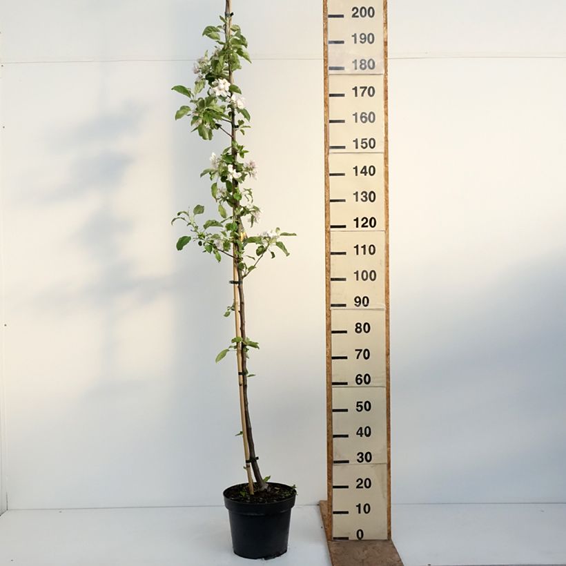 Spécimen de Pommier Szara Reneta Pot de 7,5L/10L, Scion tel que livré au printemps