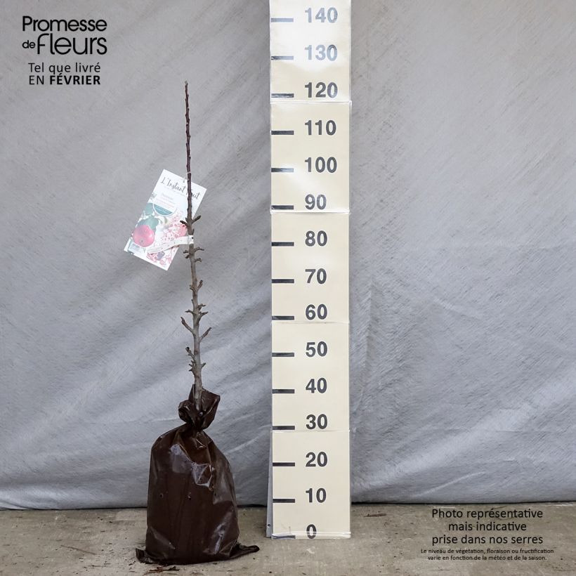 Spécimen de Pommier colonnaire Vaux Le Vicomte - Georges Delbard Motte "Prêt-à-planter", Colonnaire tel que livré en hiver