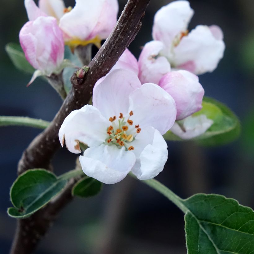 Pommier Winter Banana (Floraison)