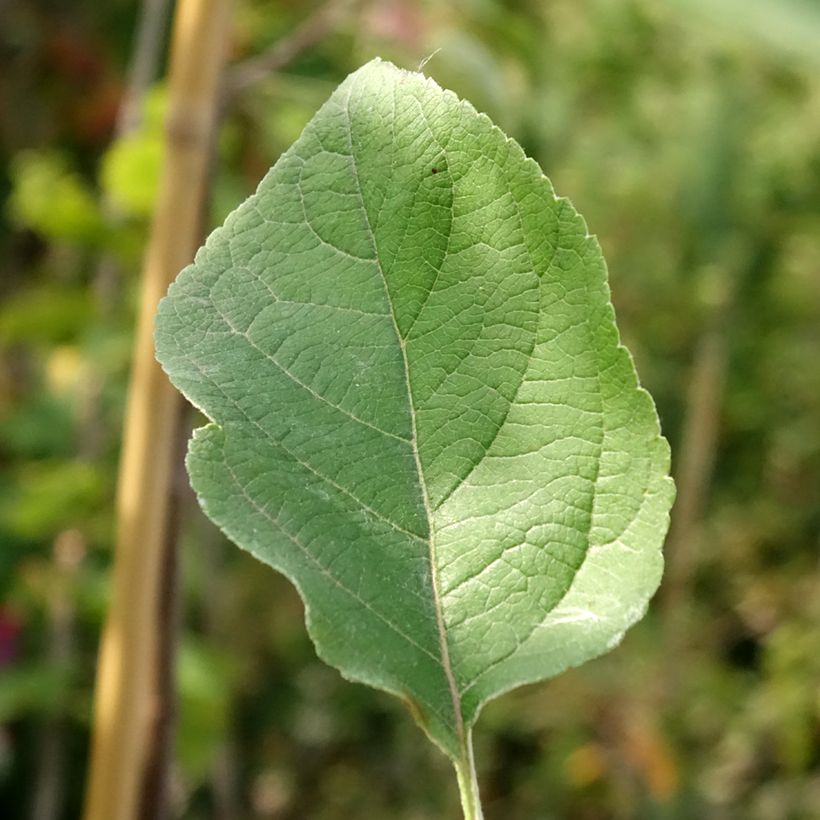 Pommier Złotka Kwidzyńska (Feuillage)