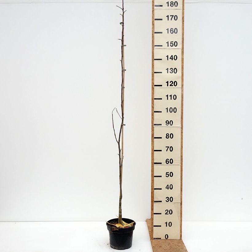 Spécimen de Pommier Złotka Kwidzyńska Pot de 4L/5L, Scion tel que livré en automne