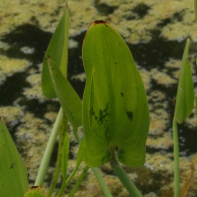 Pontederia cordata  White Pike - Pontédérie à feuilles en coeur (Foliage)