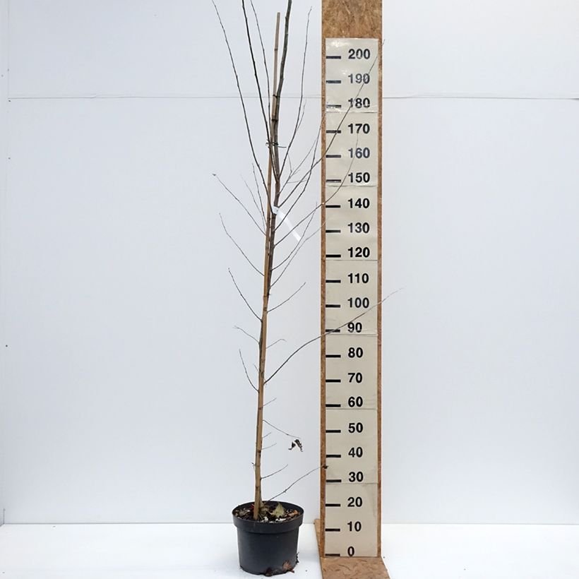 Spécimen de Populus alba - Peuplier blanc, de Hollande Pot de 7,5L/10L tel que livré en automne