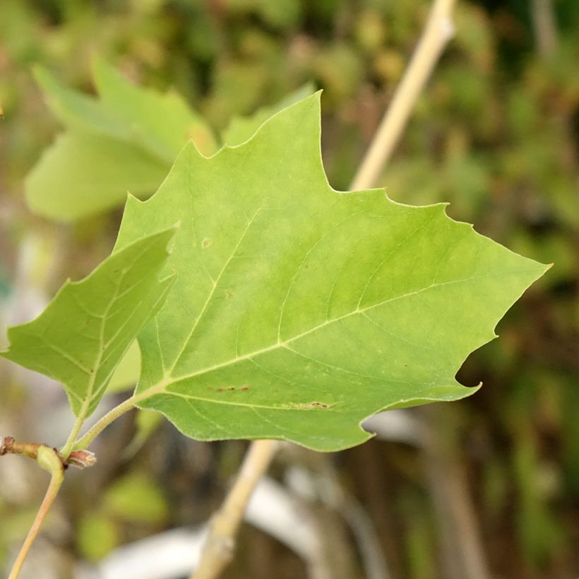 Populus nigra Lombardy Gold - Peuplier noir (Feuillage)