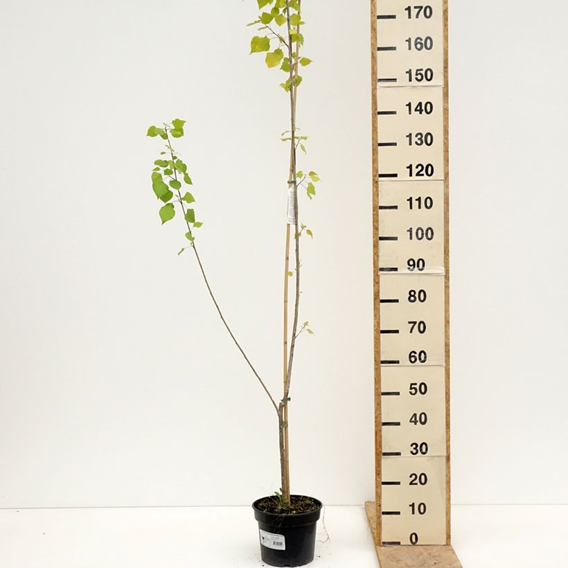 Spécimen de Populus x canadensis Serotina Aurea - Peuplier euraméricain Pot de 4L/5L tel que livré au printemps