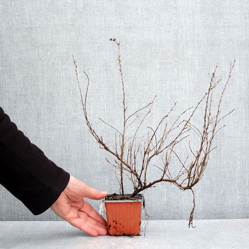 Spécimen de Potentilla fructicosa Glamour Girl - Potentille arbustive Godet de 8/9 cm tel que livré au printemps