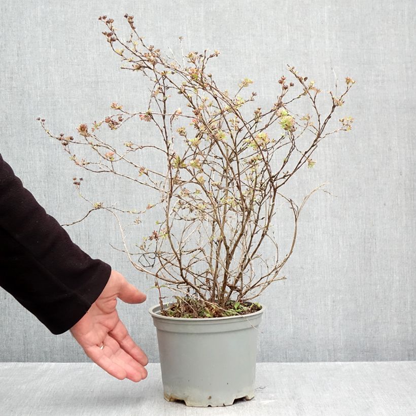 Spécimen de Potentilla fructicosa Glamour Girl - Potentille arbustive Pot de 2L/3L tel que livré en automne