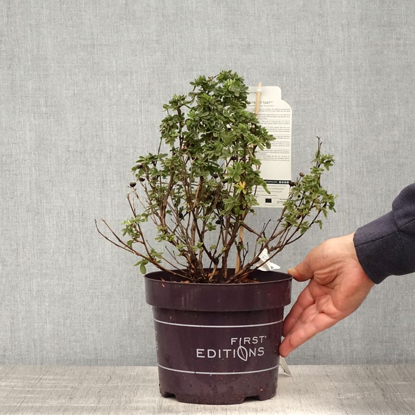 Example of Potentilla fruticosa Citrus Tart- Potentille arbustive Pot de 2L/3L as you get in printemps